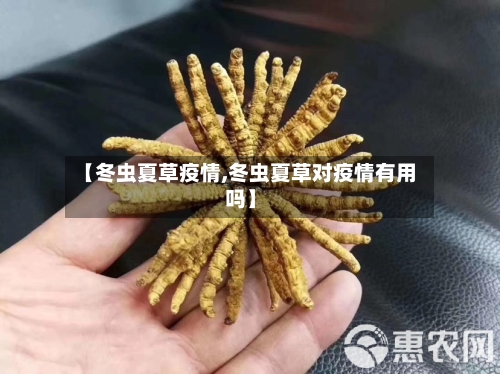 【冬虫夏草疫情,冬虫夏草对疫情有用吗】